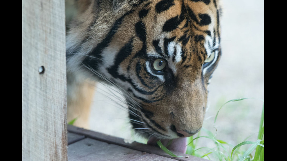 Зоопарк в Сидни представи малки тигърчета от застрашен вид