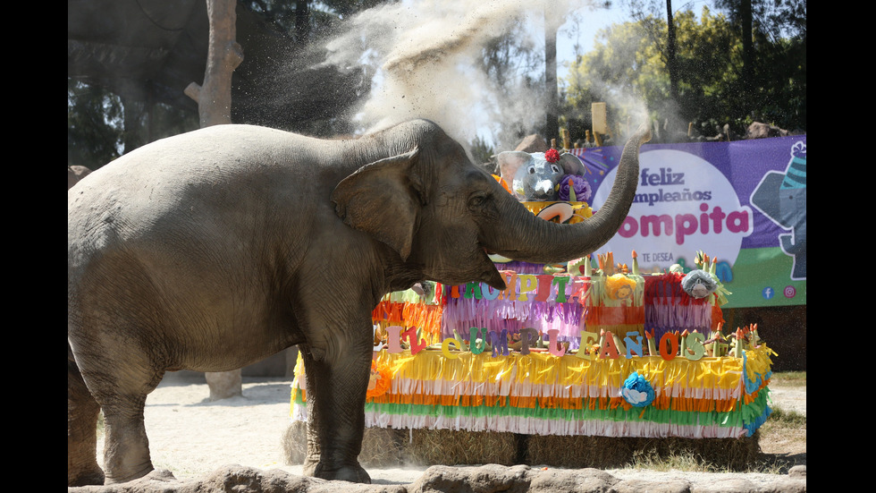 105 килограмова торта за рождения ден на слоницата Тромпита