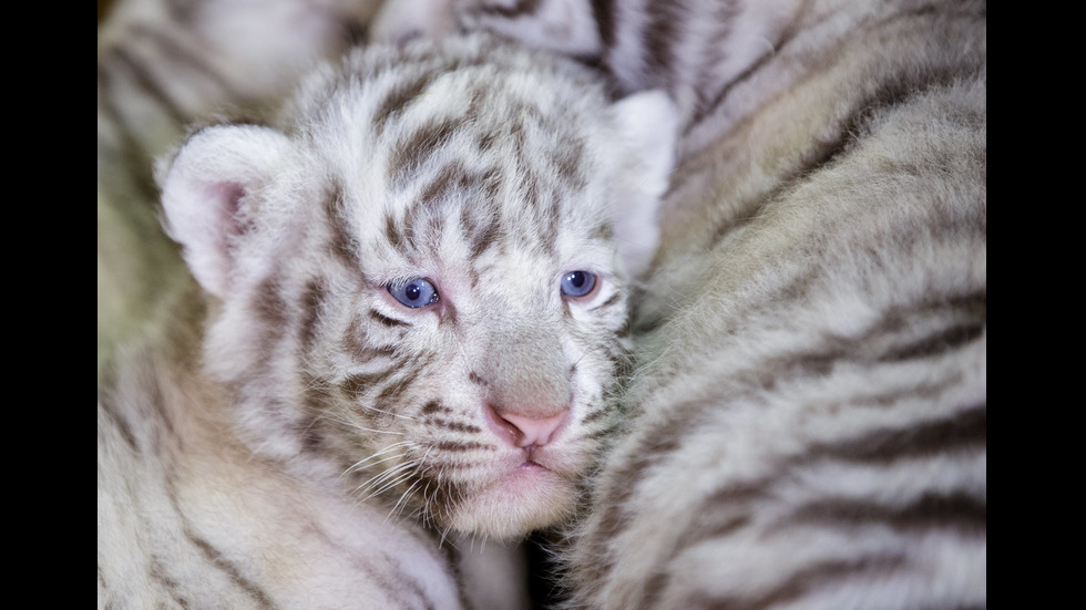 Четири бели тигърчета се родиха в австрийски зоопарк