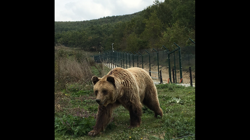 Наш екип спасява мечки в Албания