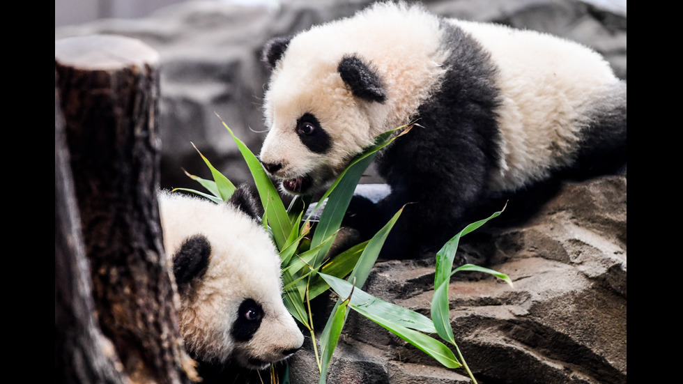 Бебета панди в Берлинския зоопарк
