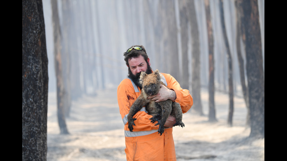 Пострадалите в пожарите животни на Австралия