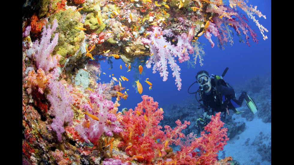 Какво ще изгуби човечеството, ако изчезнат кораловите рифове?