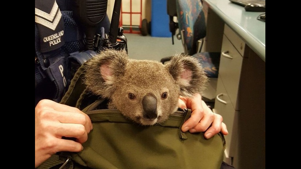 В Австралия откриха коала в чантата на 50-годишна жена