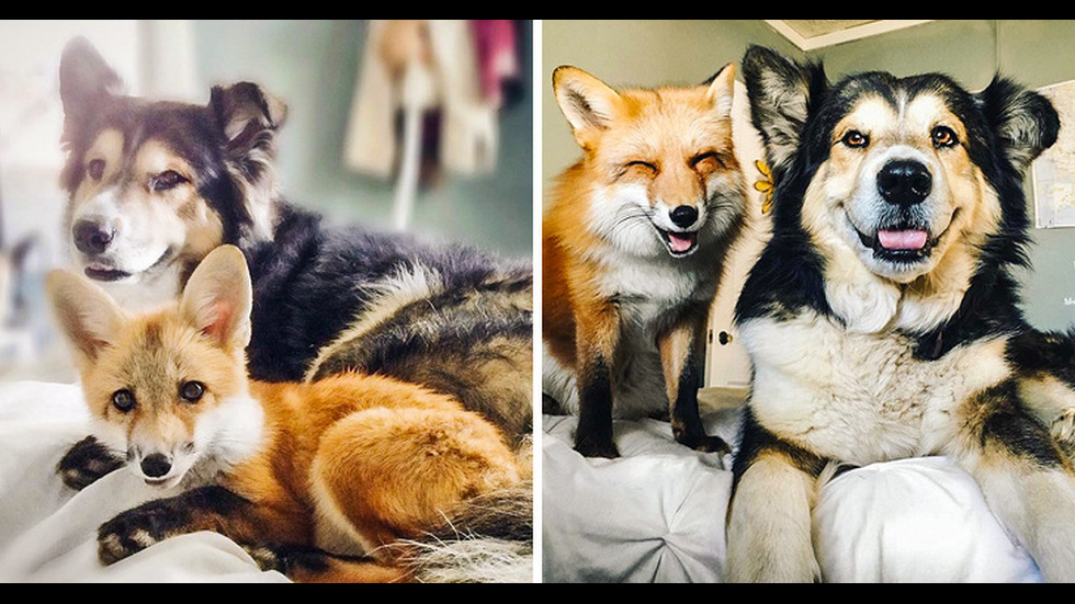 Снимки на животни, които са израстнали заедно