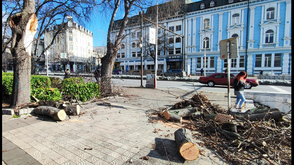 Силен вятър събори дървета и отнесе ламарини във Варна