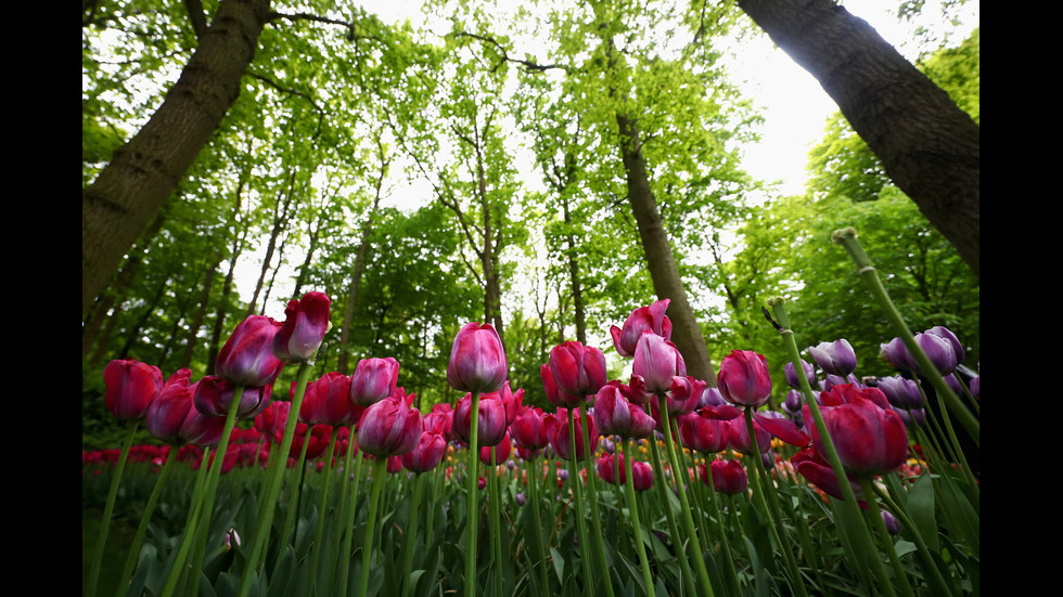 Амстердам откри сезона на лалетата с килим от цветя