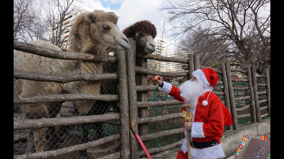 Животните във варненския зоопарк посрещнаха Дядо Коледа