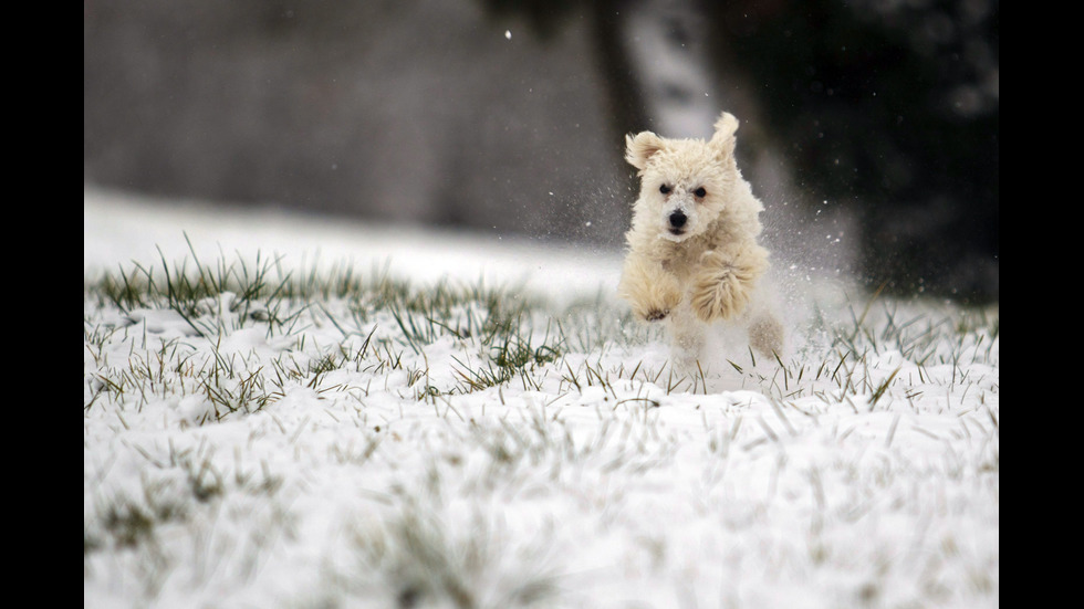 Кучета в снега