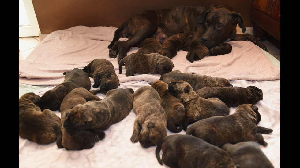 Женско куче роди 17 кученца