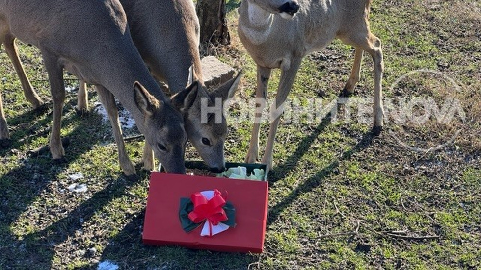 Дядо Коледа раздава подаръци в зоопарка в Бургас