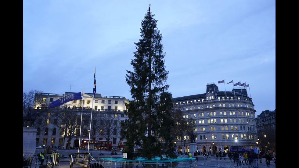 Британците не харесват коледното дърво, подарено от Норвегия