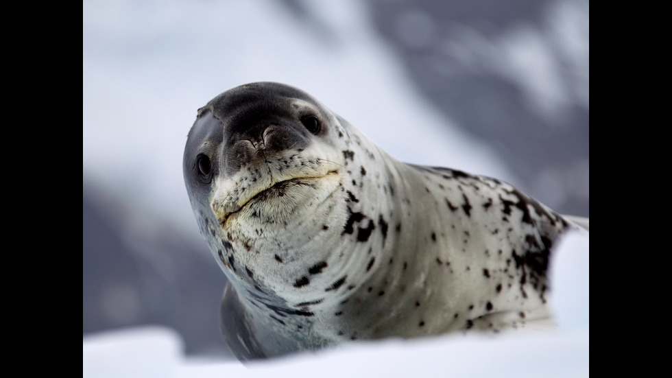 Кои са 10-те най-опасни животни в Антарктика?