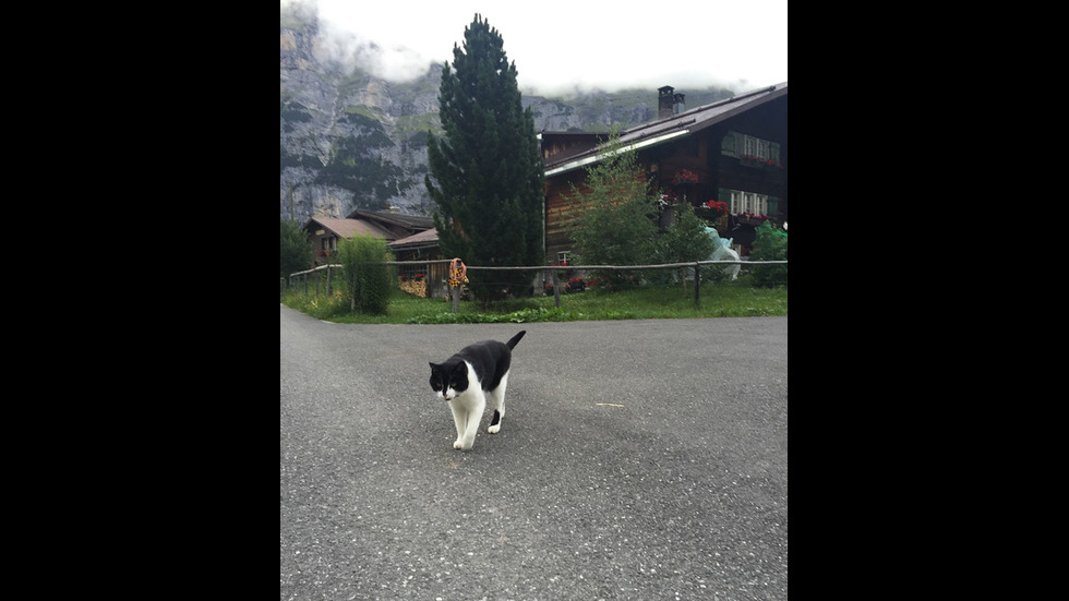 Как една котка спаси турист