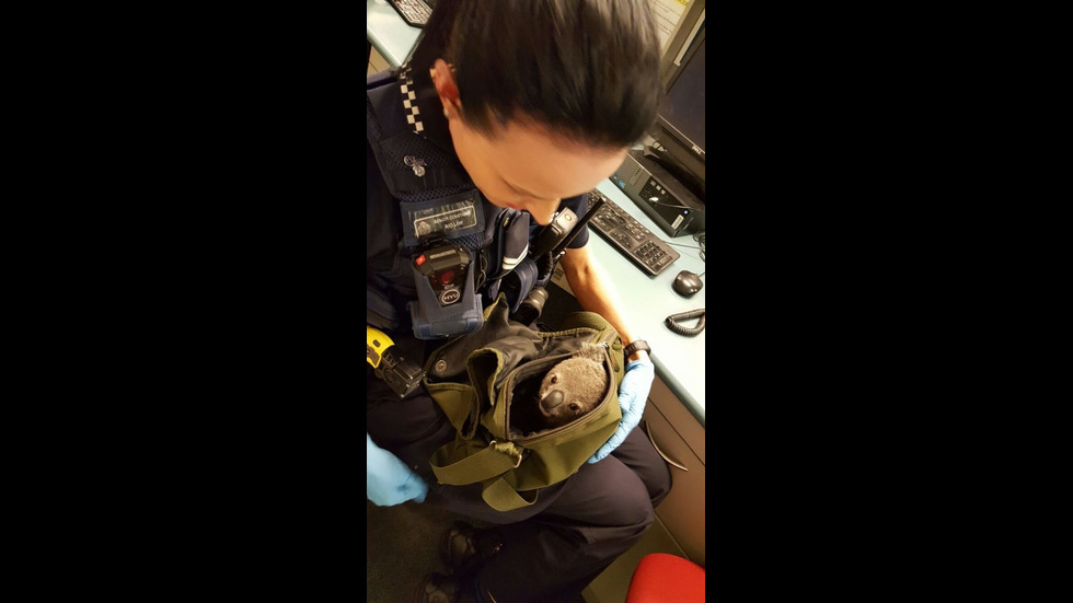 В Австралия откриха коала в чантата на 50-годишна жена