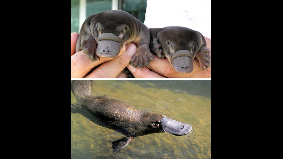 Новородени животни, които не приличат на родителите си