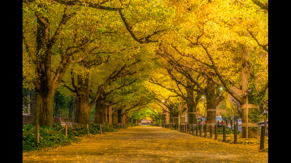 Есенна Япония - страната, в която ходят на "лов за листа"