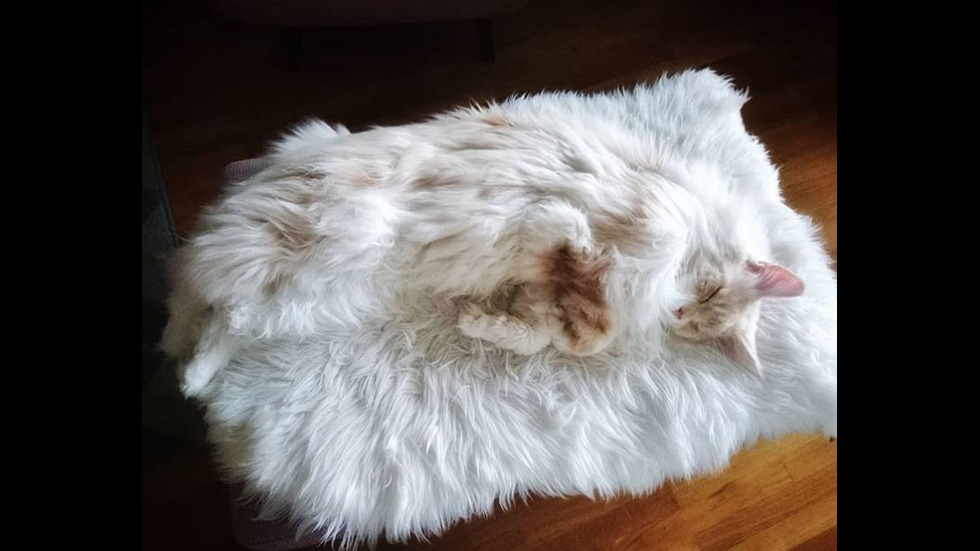Мейн Кун - едни от най-големите домашни котки в света