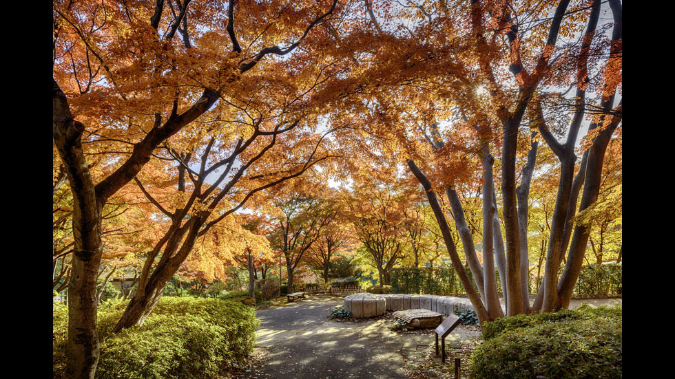 Есенна Япония - страната, в която ходят на "лов за листа"