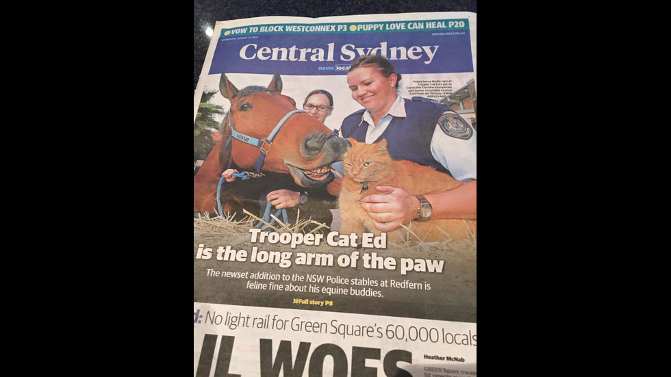 Котката полицай