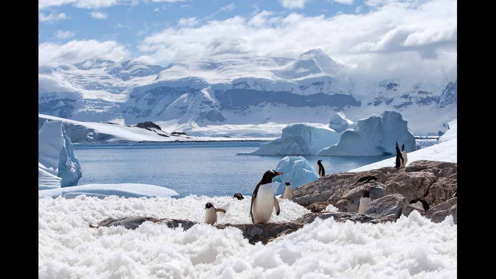 Кои са 10-те най-опасни животни в Антарктика?