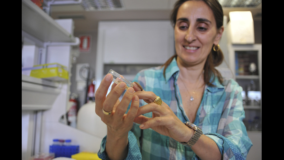 Испански учени показаха червеи, които се хранят с найлонови торбички