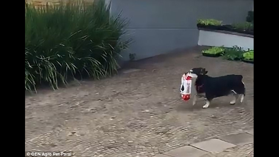 Куче всеки ден ходи до магазина, за да си взима храната