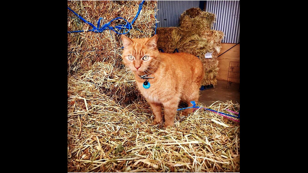 Котката полицай