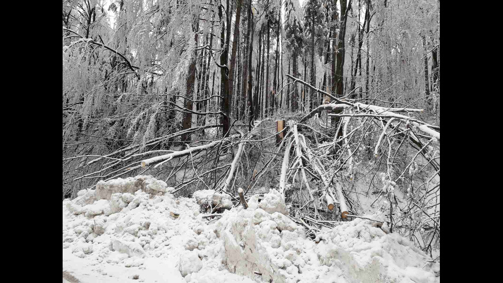 Проходът „Петрохан“ остава затворен заради паднали дървета