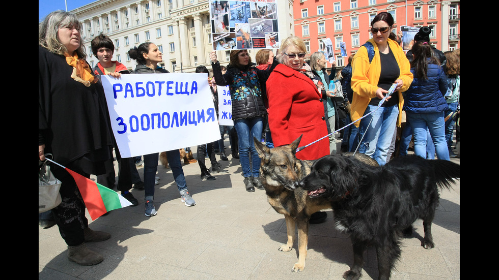 Протест в София срещу насилието над животни