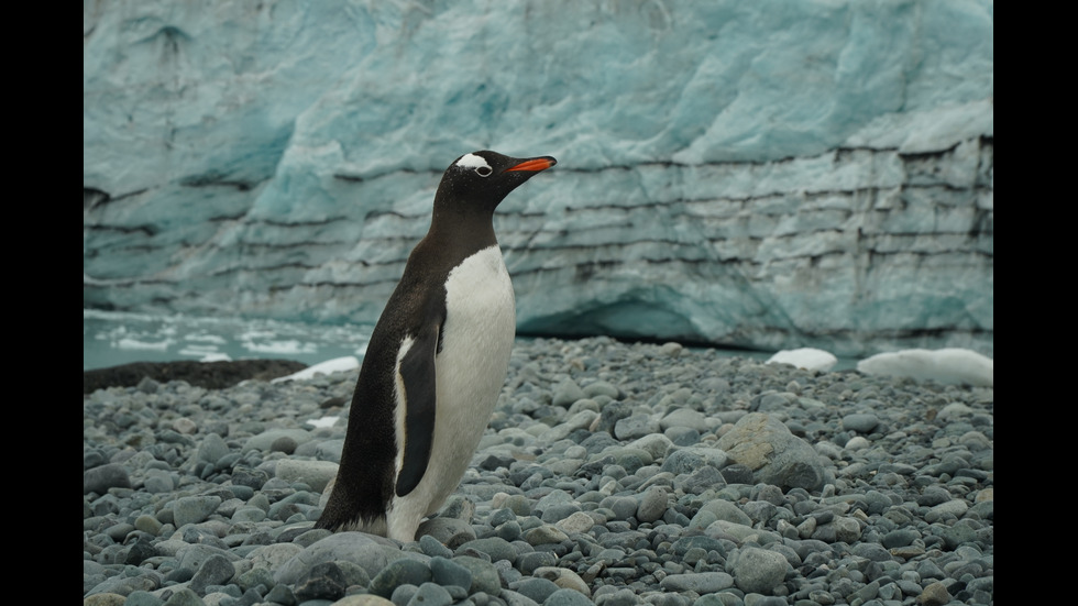 УНИКАЛНИ КАДРИ: Хана пойнт - домът на пингвините полицаи и морските слонове