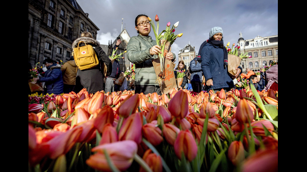 Амстердам откри сезона на лалетата с килим от цветя