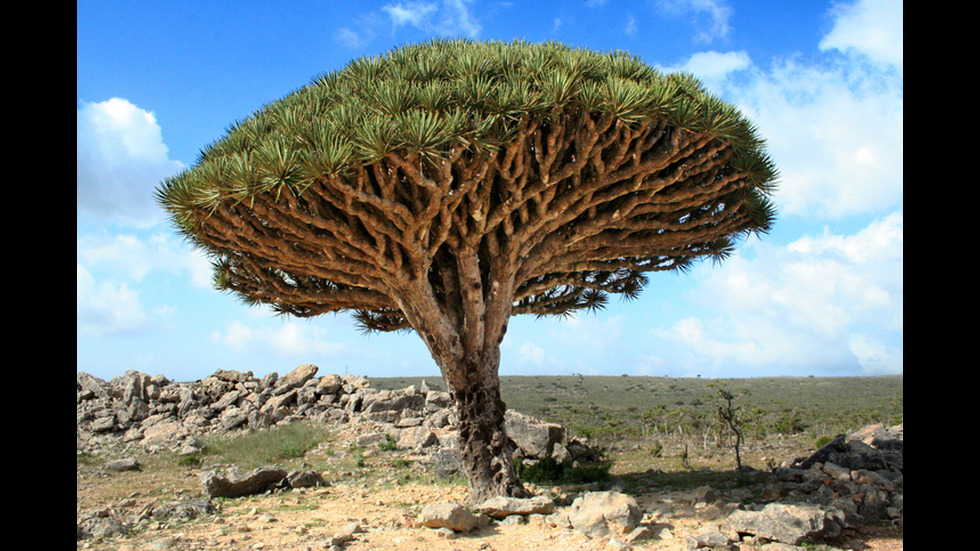 Най-уникалните дървета в света (ГАЛЕРИЯ)