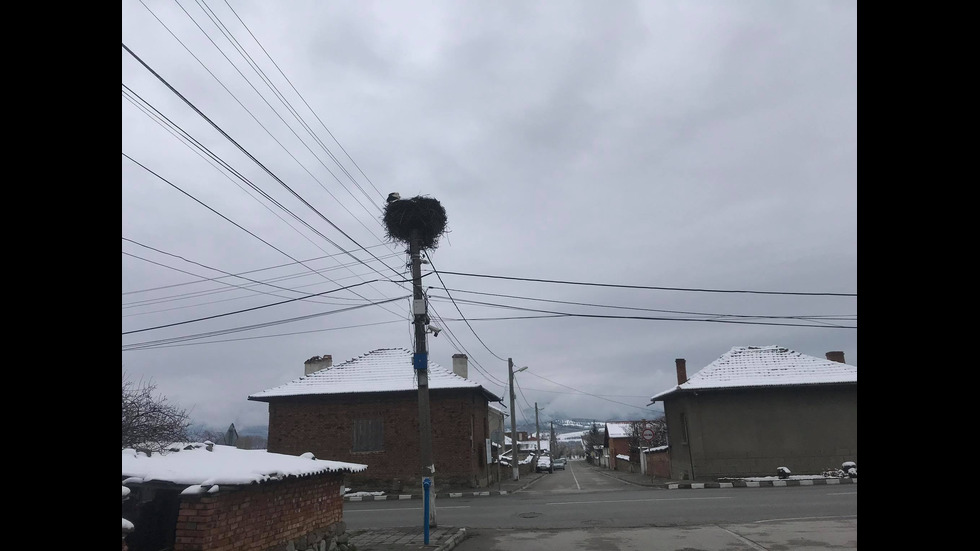 Щъркели пристигнаха в Челопеч, снегът ги изненада неприятно