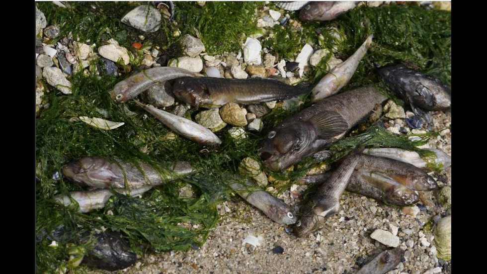 Стотици килограми мъртва риба на брега на Варненското езеро