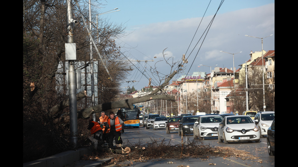 БУРЕН ВЯТЪР: Десетки сигнали за паднали клони и дървета в София