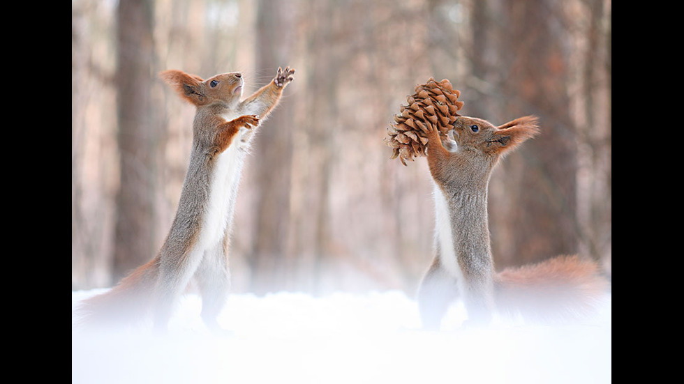 Играта на катеричките