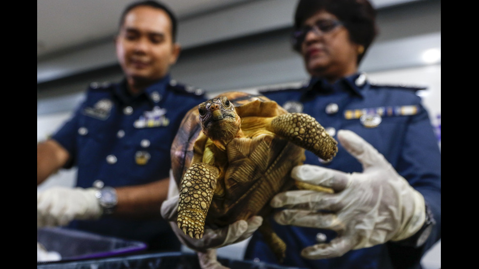 330 костенурки от застрашен вид бяха спасени в Малайзия