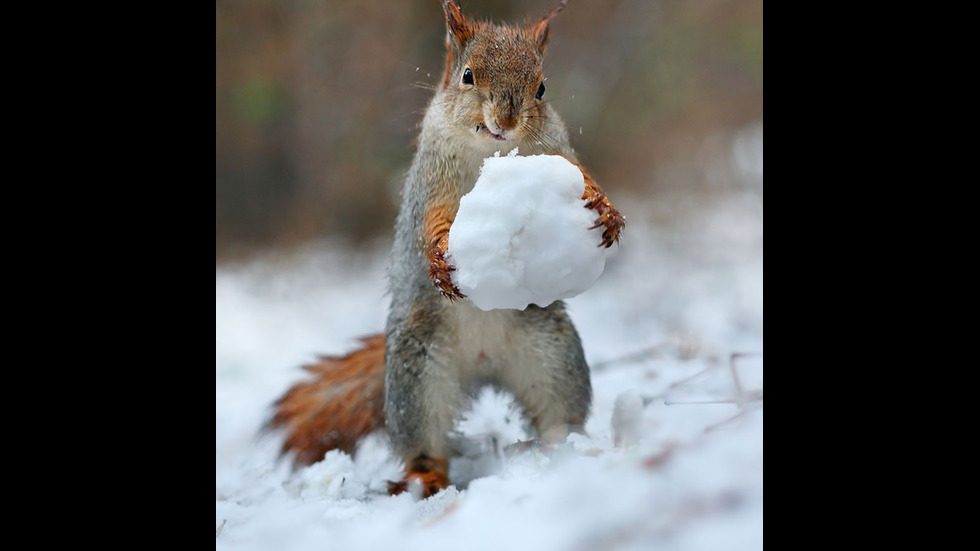 Играта на катеричките