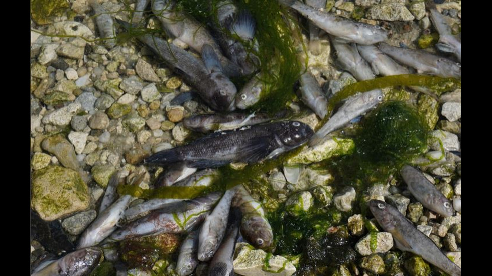 Стотици килограми мъртва риба на брега на Варненското езеро