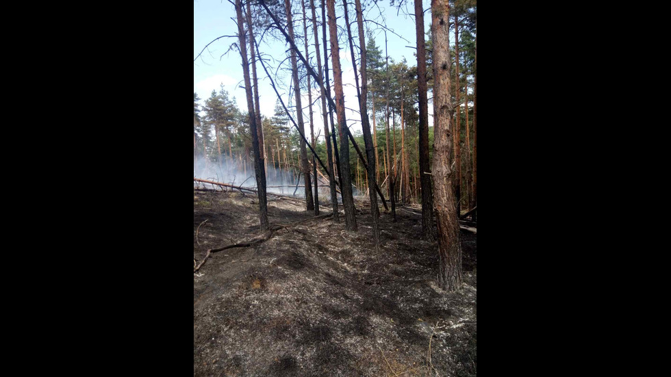 Пожар горя в Родопите