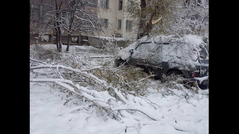 София осъмна със стотици паднали клони и дървета