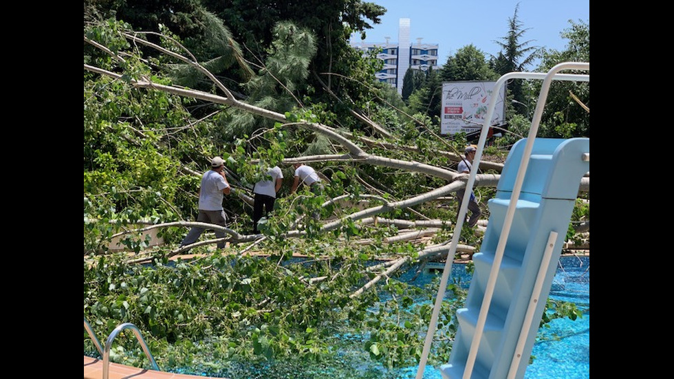 Инцидент с огромно дърво в Слънчев бряг