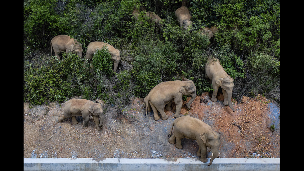 Пътешествието на стадо слонове