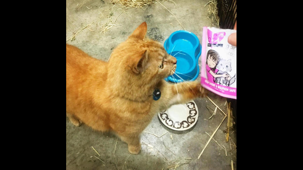 Котката полицай