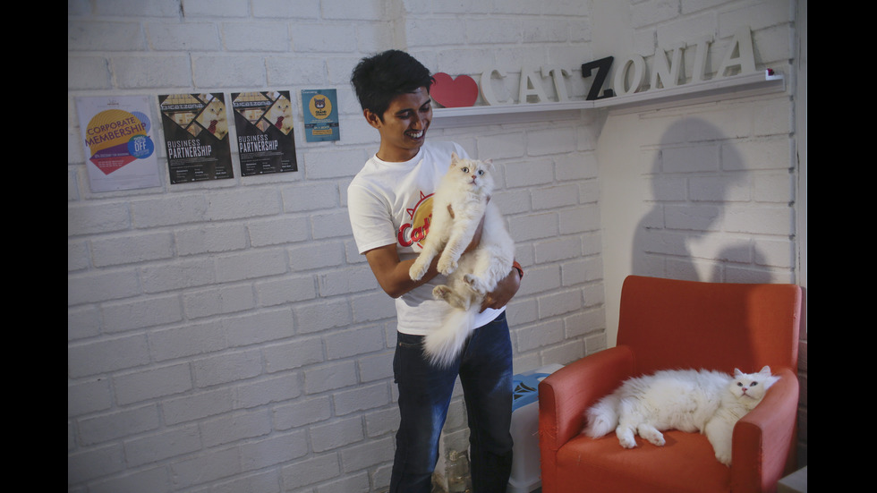 В Малайзия отвори врати 5-звезден хотел за котки