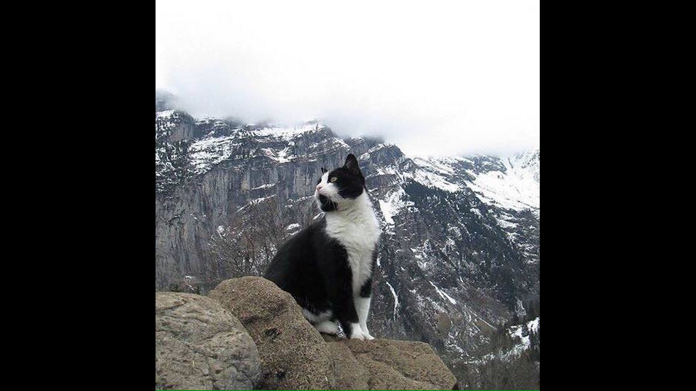 Как една котка спаси турист