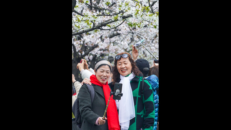Туристите в Китай се радват на цъфналите вишни