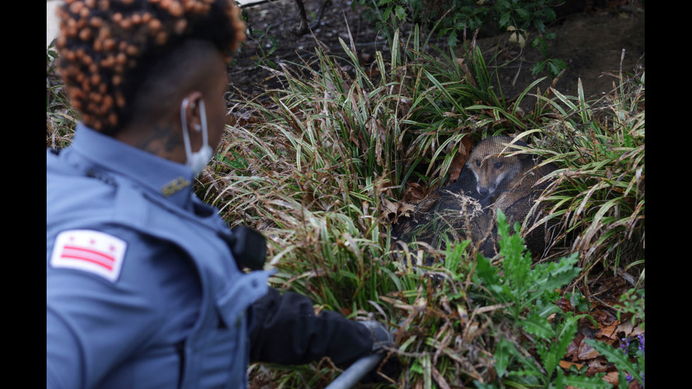 Агресивна лисица вдигна на крак полицията в Капитолия