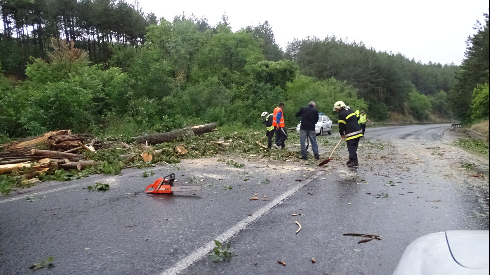 Топола падна върху Е-79 край Кочериново